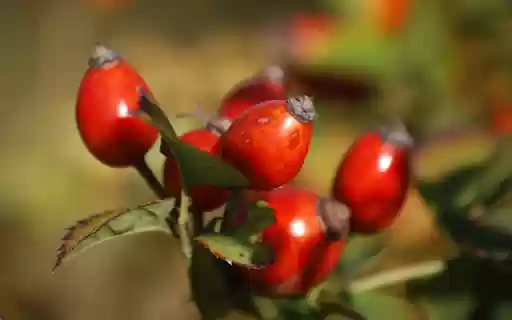 Tầm Xuân – Nature’s Vibrant Gem  from Chrome web store to be run with OffiDocs Chromium online