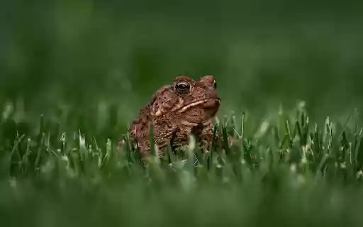 Toad and Green Grass from Chrome web store to be run with OffiDocs Chromium online Toad and Green Grass from Chrome web store to be run with OffiDocs Chromium online