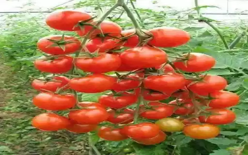 tomato wallpaper  from Chrome web store to be run with OffiDocs Chromium online