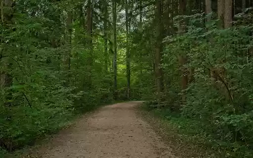 Trail into the forest  from Chrome web store to be run with OffiDocs Chromium online