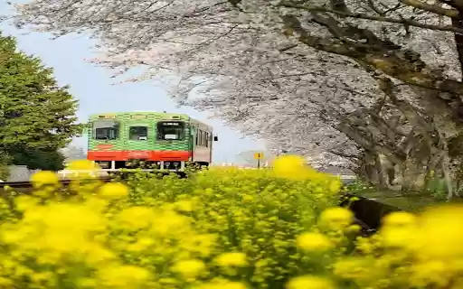 Train among the flower forest wallpapers  from Chrome web store to be run with OffiDocs Chromium online