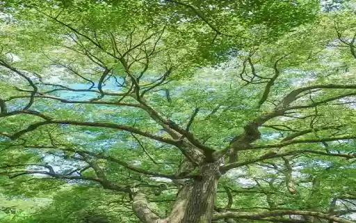 tree of life wallpaper  from Chrome web store to be run with OffiDocs Chromium online