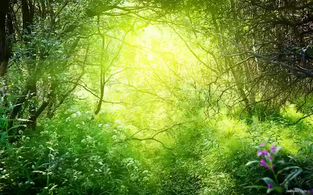 Trees  from Chrome web store to be run with OffiDocs Chromium online
