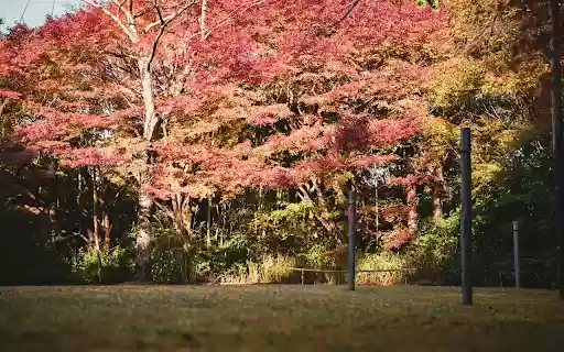 Trees During Autumn Season  from Chrome web store to be run with OffiDocs Chromium online