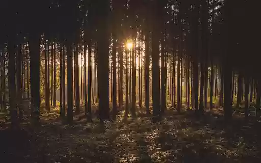 Trees in the forest  from Chrome web store to be run with OffiDocs Chromium online