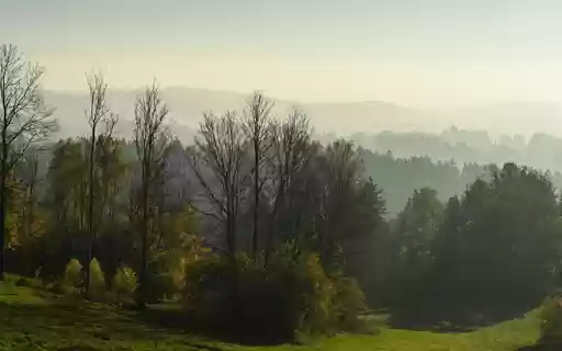 Tree Theme  from Chrome web store to be run with OffiDocs Chromium online