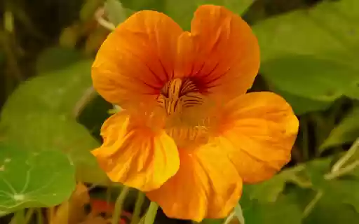 Tropaeolum majus – A Burst of Color and Versatility from Chrome web store to be run with OffiDocs Chromium online Tropaeolum majus – A Burst of Color and Versatility from Chrome web store to be run with OffiDocs Chromium online