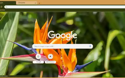 Tropical Bird of Paradise  from Chrome web store to be run with OffiDocs Chromium online