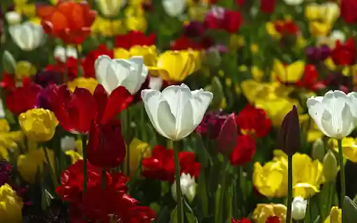 Tulip paradise  from Chrome web store to be run with OffiDocs Chromium online