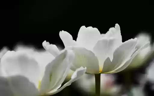 tulips in full bloom  from Chrome web store to be run with OffiDocs Chromium online
