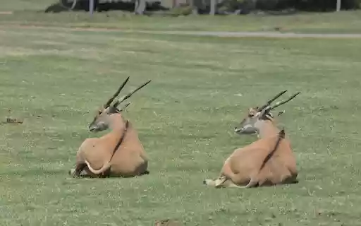 Two antelopes lying on the grass  from Chrome web store to be run with OffiDocs Chromium online