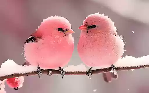 Two Baby Birds  from Chrome web store to be run with OffiDocs Chromium online