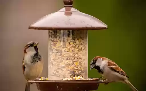 Two birds and a food trough  from Chrome web store to be run with OffiDocs Chromium online