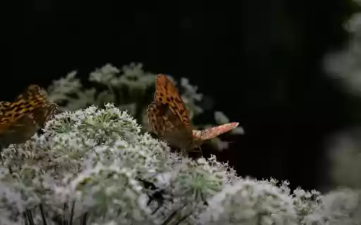 Two brown butterflies  from Chrome web store to be run with OffiDocs Chromium online