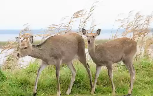 Two Deer by the River  from Chrome web store to be run with OffiDocs Chromium online