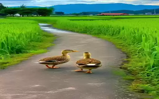 Two ducks on a field road Wallpaper  from Chrome web store to be run with OffiDocs Chromium online
