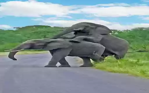two elephants playing wallpaper  from Chrome web store to be run with OffiDocs Chromium online