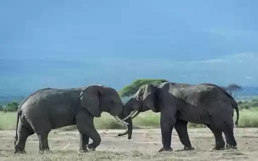 two elephants wallpaper from Chrome web store to be run with OffiDocs Chromium online two elephants wallpaper from Chrome web store to be run with OffiDocs Chromium online