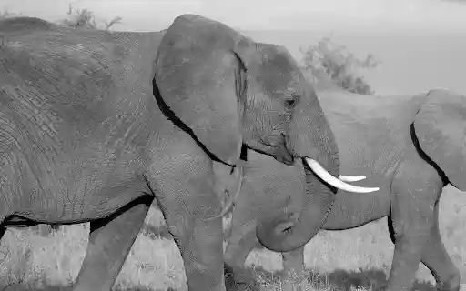 Two giant elephants  from Chrome web store to be run with OffiDocs Chromium online