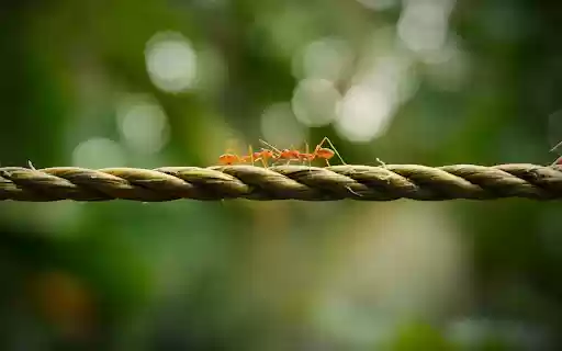 Two Golden Ants  from Chrome web store to be run with OffiDocs Chromium online
