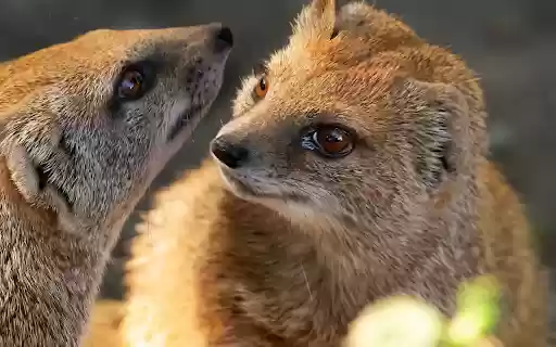 Two gray civets  from Chrome web store to be run with OffiDocs Chromium online