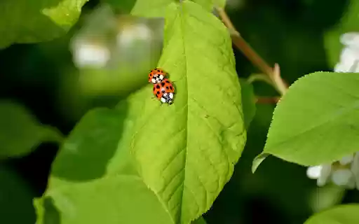 Two Little Ladybugs  from Chrome web store to be run with OffiDocs Chromium online