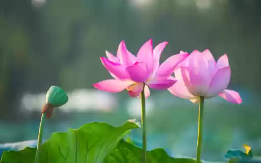 Two Lotus Flowers in a Pond  from Chrome web store to be run with OffiDocs Chromium online