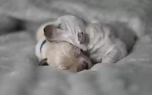 Two lovely poodles  from Chrome web store to be run with OffiDocs Chromium online