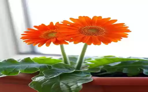 Two Orange Gerbera Flowers Wallpaper  from Chrome web store to be run with OffiDocs Chromium online