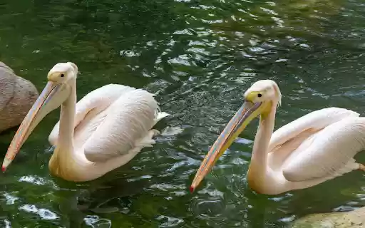 Two pink pelicans  from Chrome web store to be run with OffiDocs Chromium online