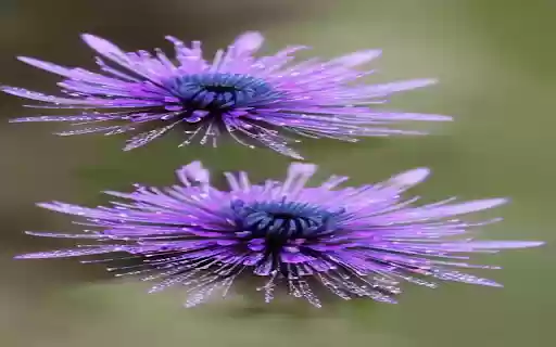 Two purple flowers wallpaper  from Chrome web store to be run with OffiDocs Chromium online