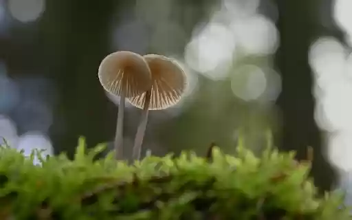 two small beautiful mushrooms  from Chrome web store to be run with OffiDocs Chromium online