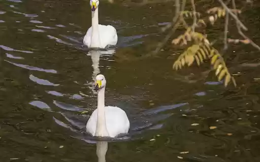Two yellow beaked swans from Chrome web store to be run with OffiDocs Chromium online Two yellow beaked swans from Chrome web store to be run with OffiDocs Chromium online