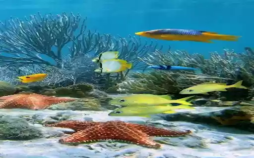 undersea wallpaper  from Chrome web store to be run with OffiDocs Chromium online