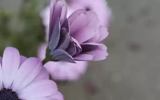 Unfurling Purple Daisy from Chrome web store to be run with OffiDocs Chromium online Unfurling Purple Daisy from Chrome web store to be run with OffiDocs Chromium online