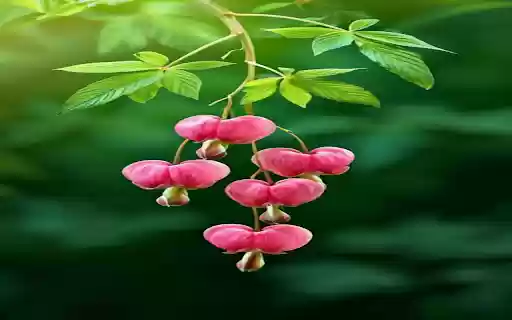 Unique pink flower wallpaper  from Chrome web store to be run with OffiDocs Chromium online