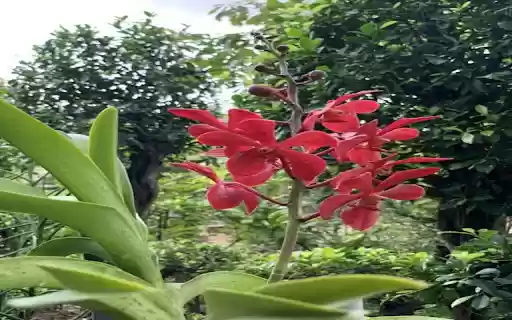 Vanda wallpaper  from Chrome web store to be run with OffiDocs Chromium online