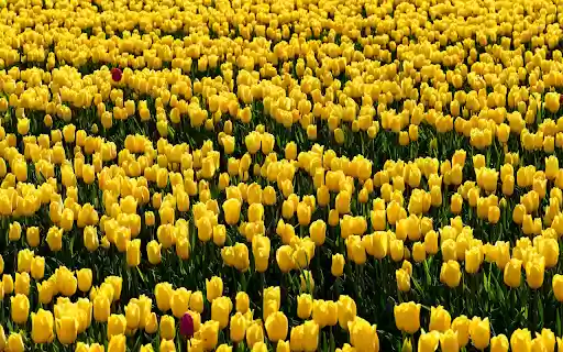 Vast Yellow Tulip Field  from Chrome web store to be run with OffiDocs Chromium online