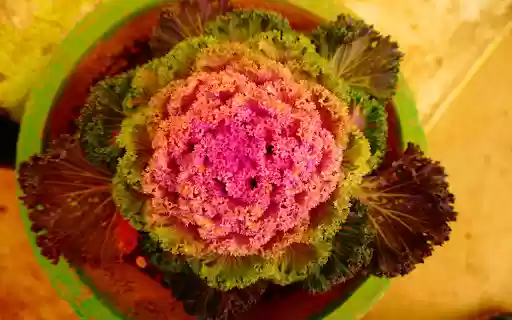 Vegetable flowers  from Chrome web store to be run with OffiDocs Chromium online