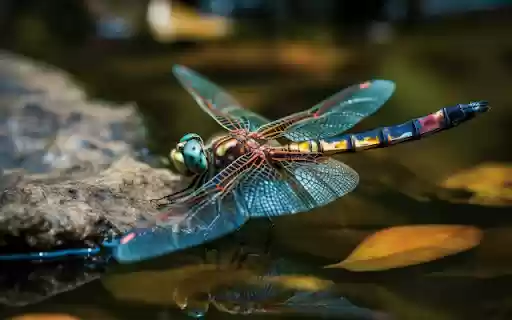 Vibrant Dragonfly Macro  from Chrome web store to be run with OffiDocs Chromium online