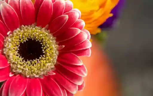 Vibrant Gerbera Daisy  from Chrome web store to be run with OffiDocs Chromium online