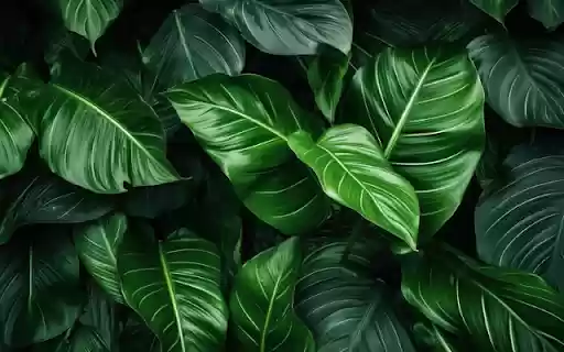 Vibrant Tropical Leaves  from Chrome web store to be run with OffiDocs Chromium online