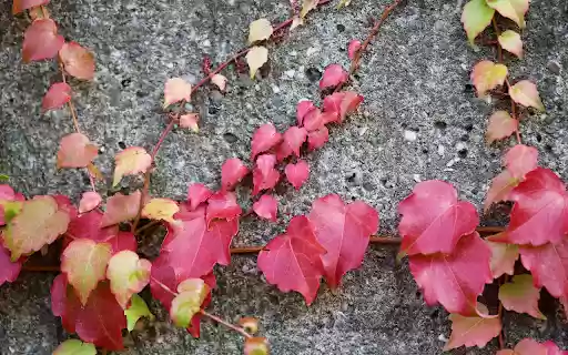 Vines cling to the wall from Chrome web store to be run with OffiDocs Chromium online Vines cling to the wall from Chrome web store to be run with OffiDocs Chromium online