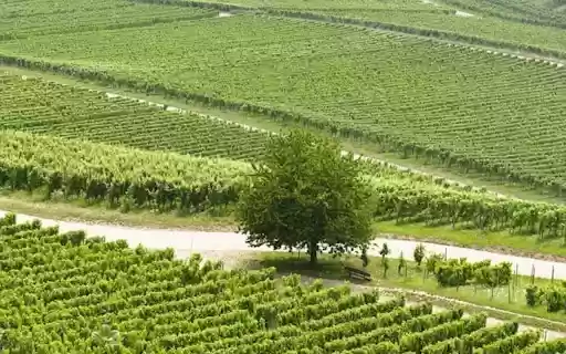 VINEYARD Theme  from Chrome web store to be run with OffiDocs Chromium online