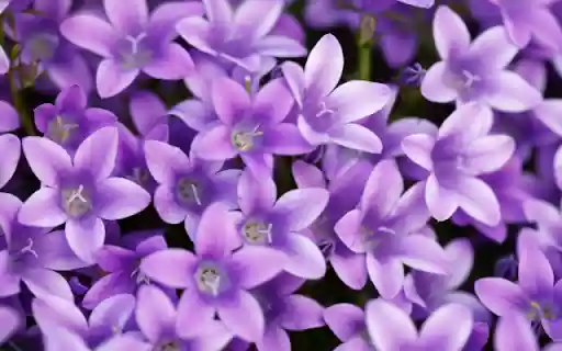 Violet Flower Theme from Chrome web store to be run with OffiDocs Chromium online Violet Flower Theme from Chrome web store to be run with OffiDocs Chromium online