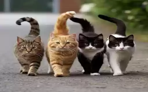 Walking cats Wallpaper  from Chrome web store to be run with OffiDocs Chromium online