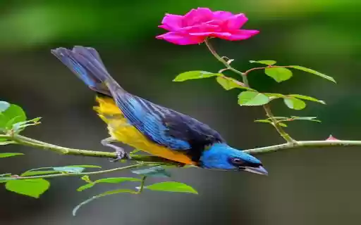 Wallpaper sparrow perched on rose branch  from Chrome web store to be run with OffiDocs Chromium online