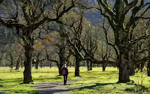 Wandering in the sunny forest from Chrome web store to be run with OffiDocs Chromium online Wandering in the sunny forest from Chrome web store to be run with OffiDocs Chromium online