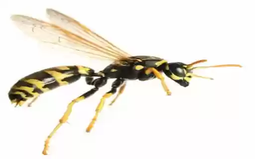 wasp wallpaper  from Chrome web store to be run with OffiDocs Chromium online