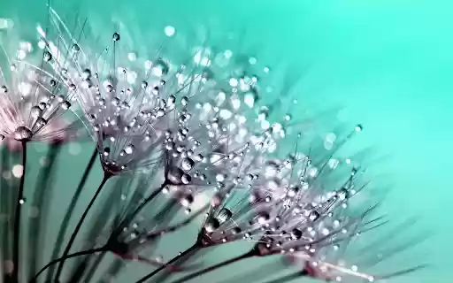 Water balloon flowers  from Chrome web store to be run with OffiDocs Chromium online